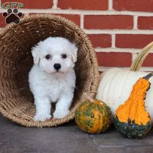 Blessing, Bichon Frise Puppy